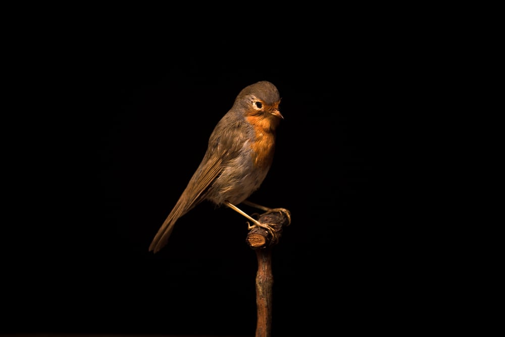 Taxidermy Bird