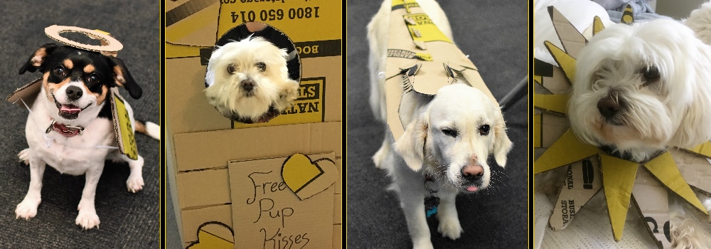 Cardboard Dog Costumes