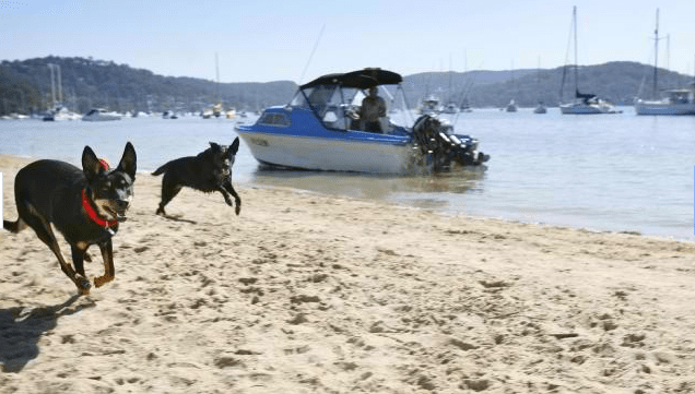 Rowland Reserve dog friendly beach Sydney