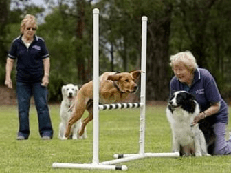St Ives Showground Sydney dog park