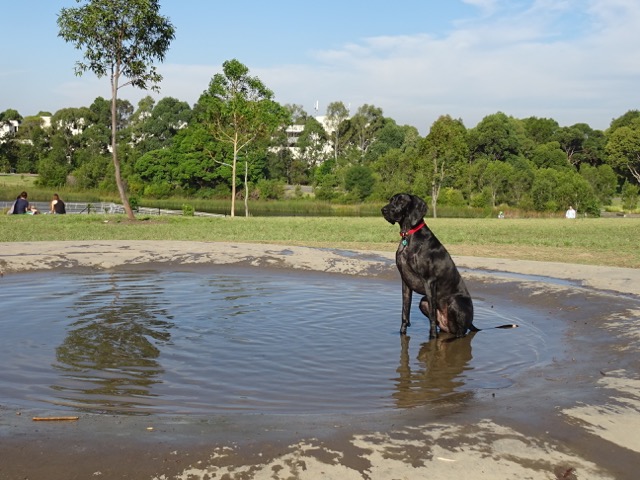 Sydney Park dog park