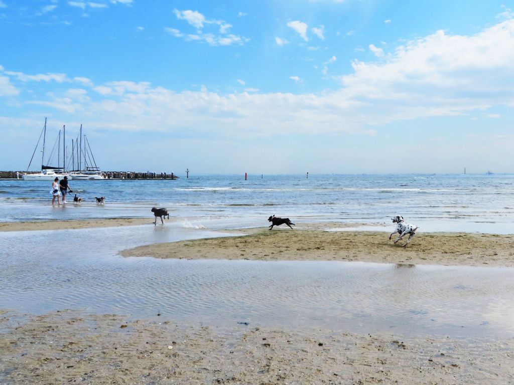 Brighton Dog Beach Bayside Melbourne