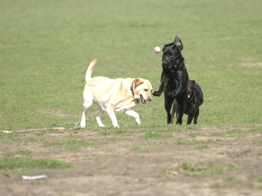 Eltham Lower Park dog park Melbourne