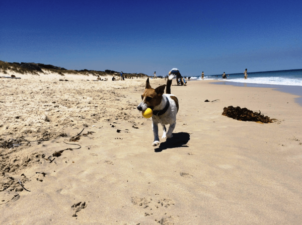 City Beach South Dog Friendly Beach Perth