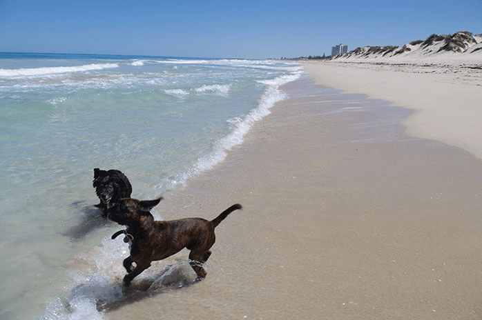 Peasholm Street Dog Beach Perth