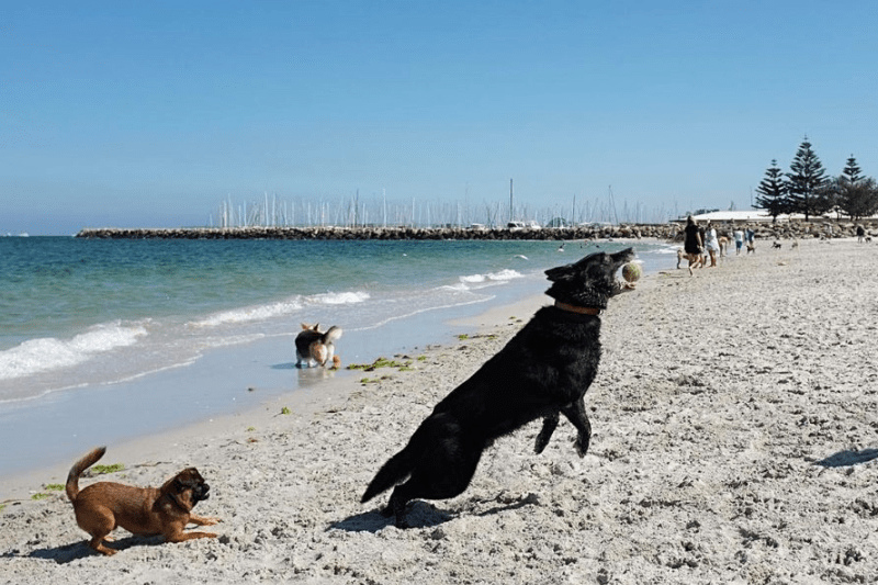 South Beach Fremantle Dog Beach Perth