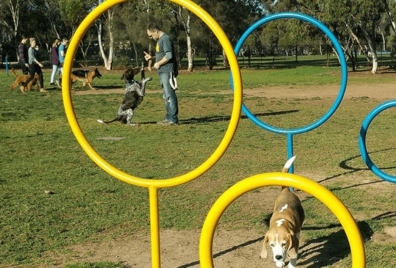 North Adelaide Dog Park